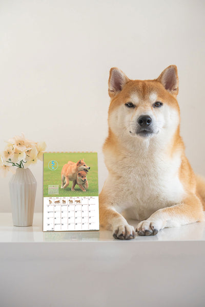 Shiba Inu Wall Calendar 2026 and Desktop Calendar 2026