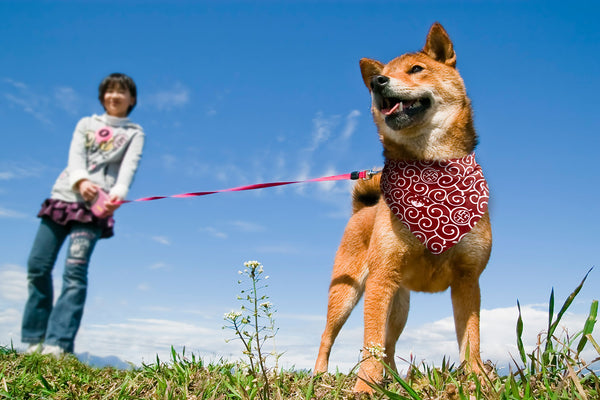Shiba Inu Karakusa Dog Bandana Large