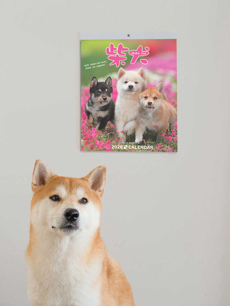 Shiba Inu Wall Calendar 2026 and Desktop Calendar 2026