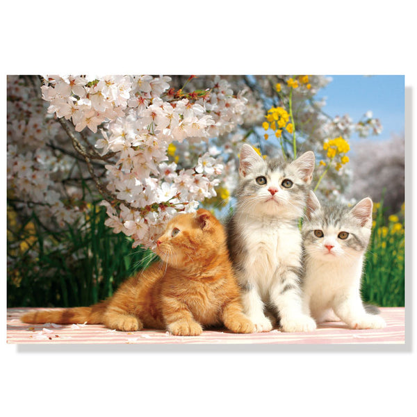First Hanami for Adorable Kittens  | Post Card with an Envelope