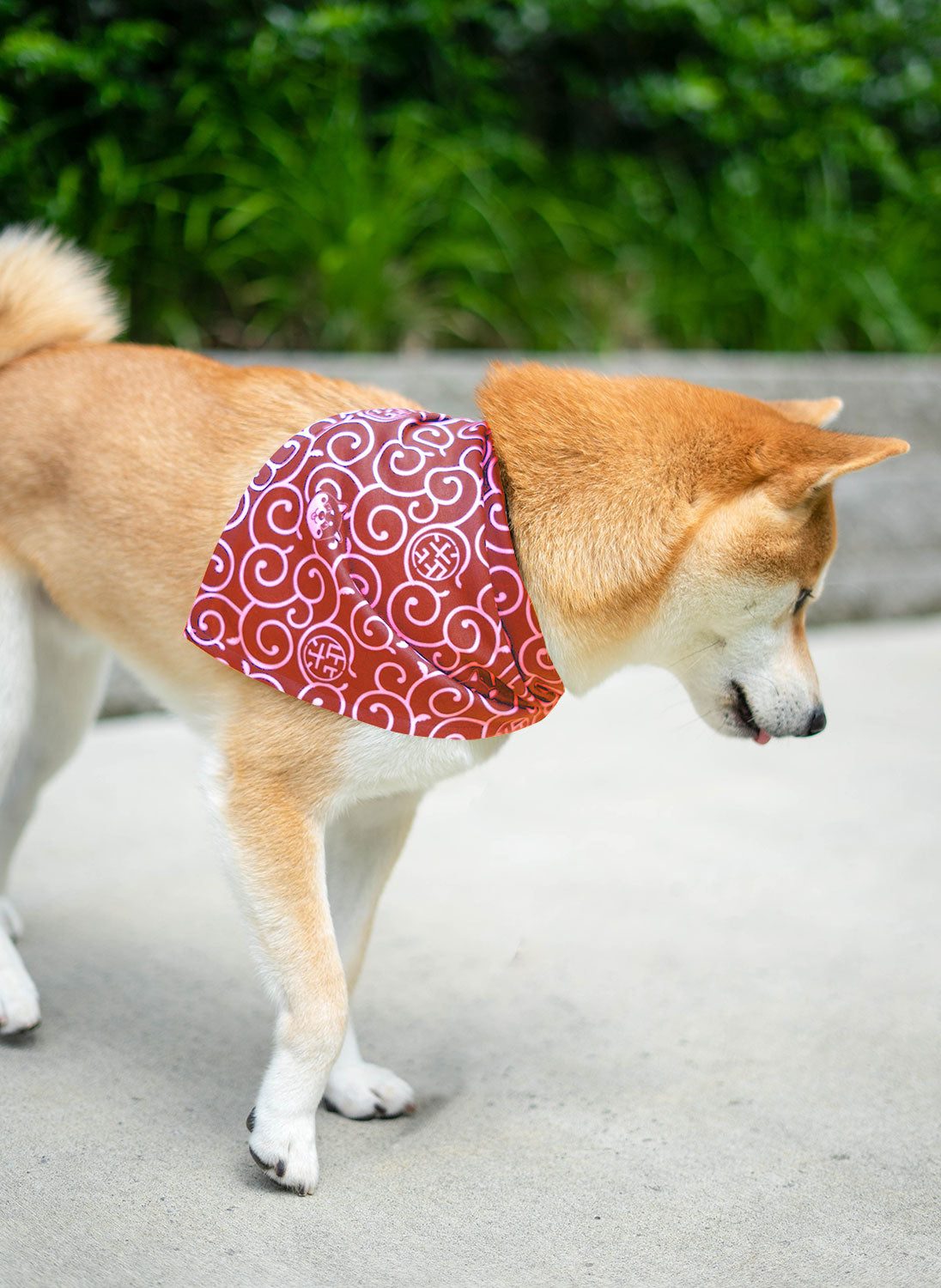 Shiba inu with bandana hotsell