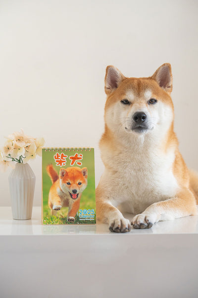 Shiba Inu Desktop Calendar 2025