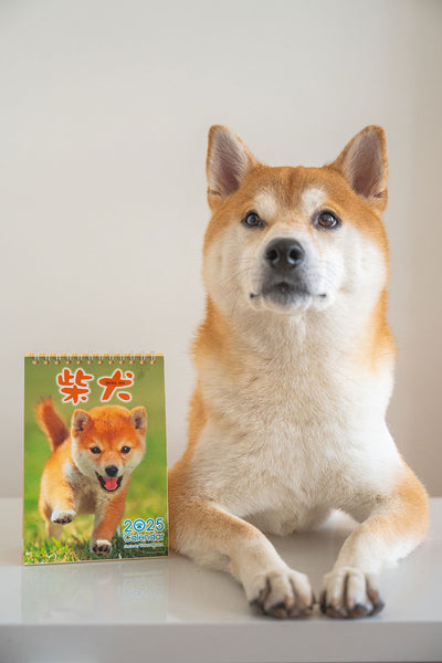 Shiba Inu Desktop Calendar 2025