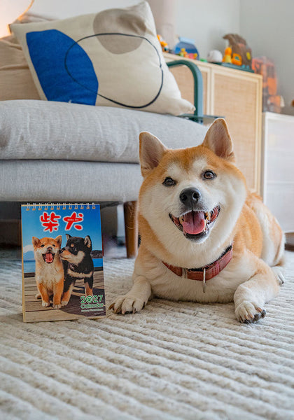 Shiba Inu Wall Calendar 2027 and Desktop Calendar 2027