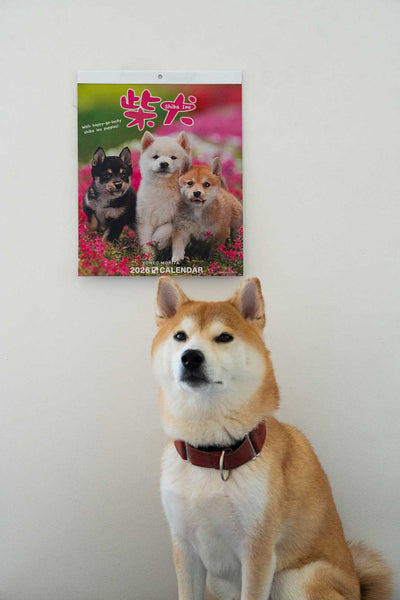 Shiba Inu Wall Calendar 2026