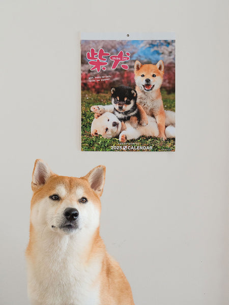 Shiba Inu Wall Calendar 2025