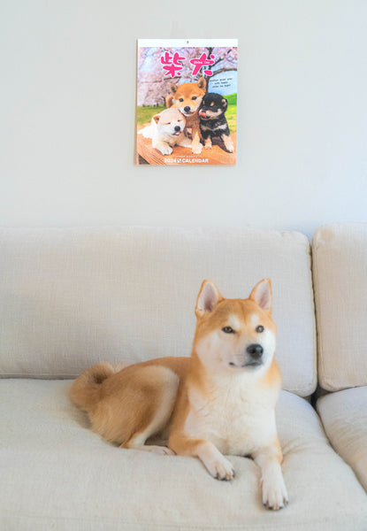 Shiba Inu Wall Calendar 2024 and Desktop Calendar 2024