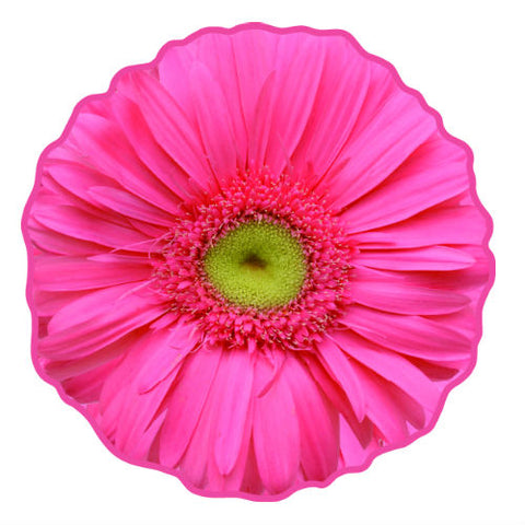 Pink Gerbera Flower Realistic Motif Towel