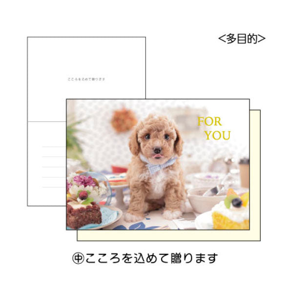Toy Poodle Puppy FOR YOU Greeting Card with a Yellow Envelope for Any Occasion