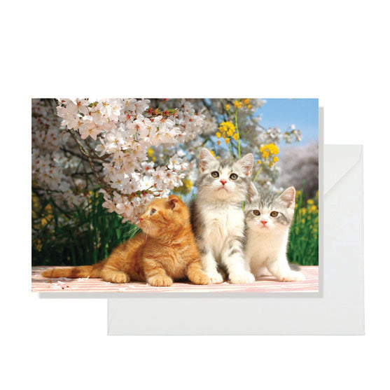 First Hanami for Adorable Kittens  | Post Card with an Envelope